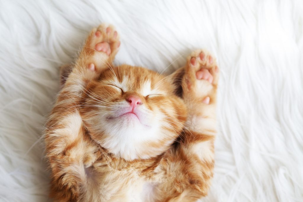 Katze im Tiefschlaf